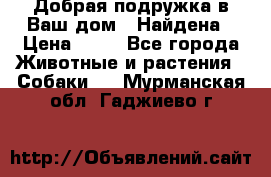 Добрая подружка,в Ваш дом!!!Найдена › Цена ­ 10 - Все города Животные и растения » Собаки   . Мурманская обл.,Гаджиево г.